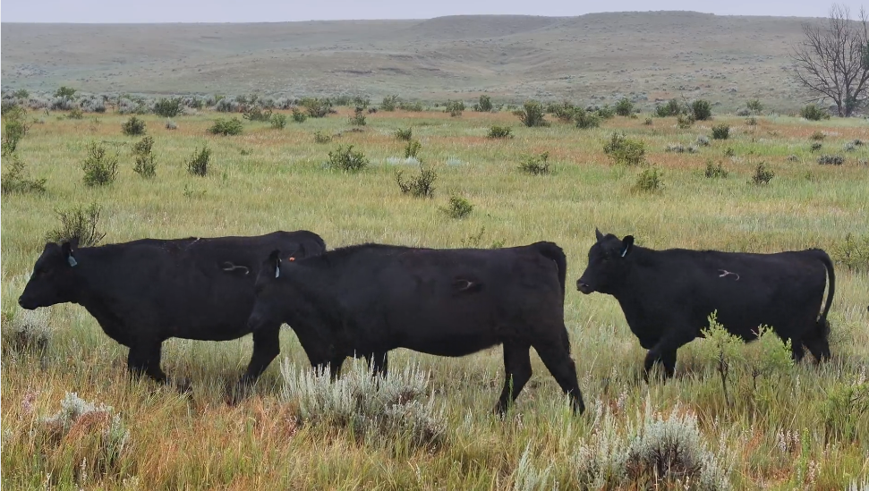 540 - Gentle, Hardworking, 1,010 lb. March Calving Heifers - Wyoming